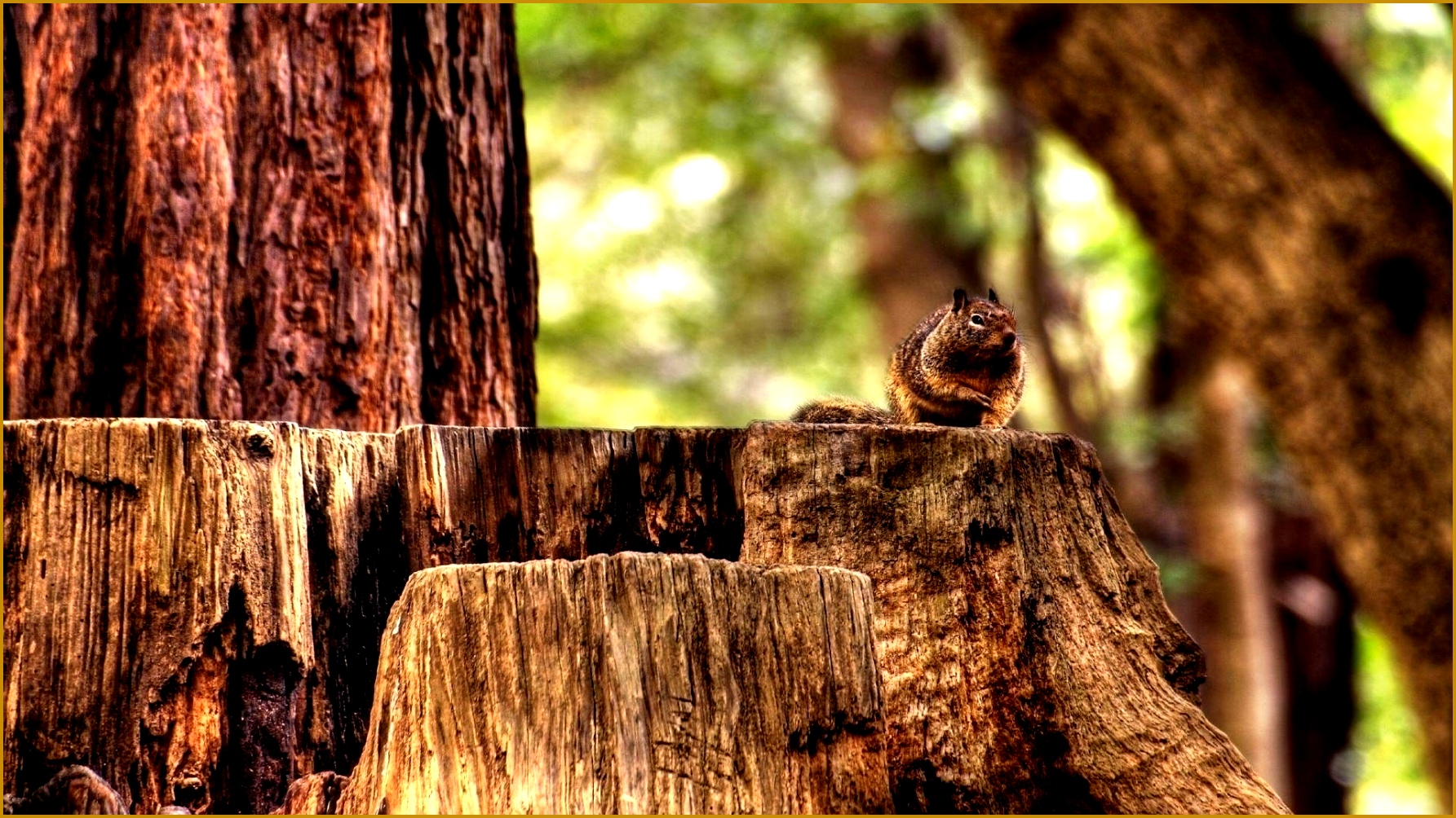 hd pics photos best cute squirrel tree nature beautiful hd quality desktop background wallpaper 10041785