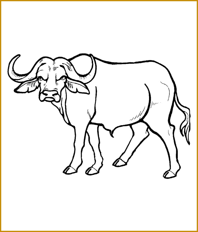 African Buffalo Template 651762