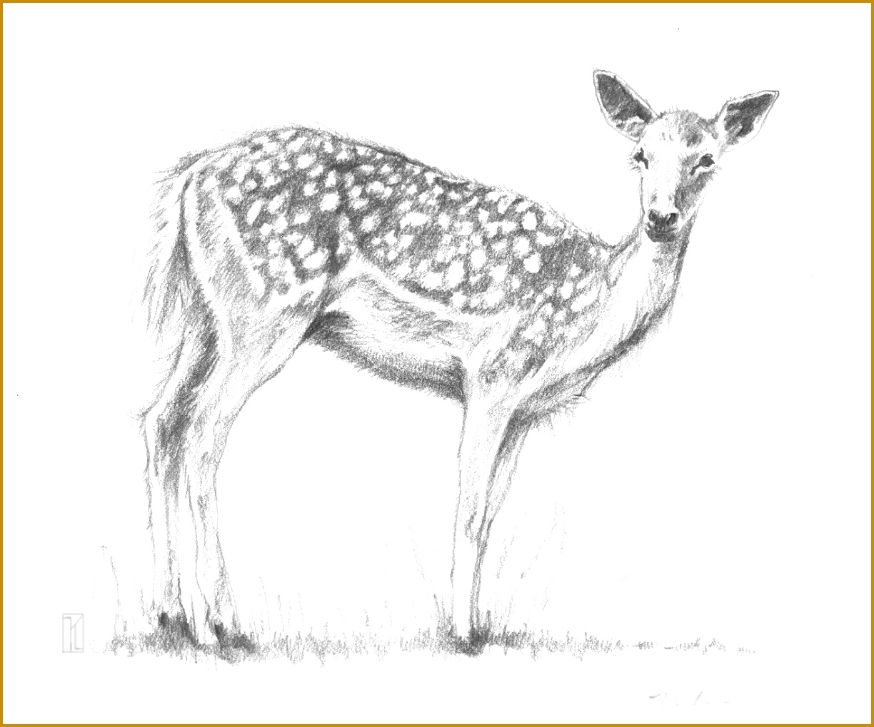 sketches deer Google Search 10191224
