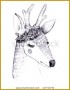 7 Pencil Sketches Of Deer