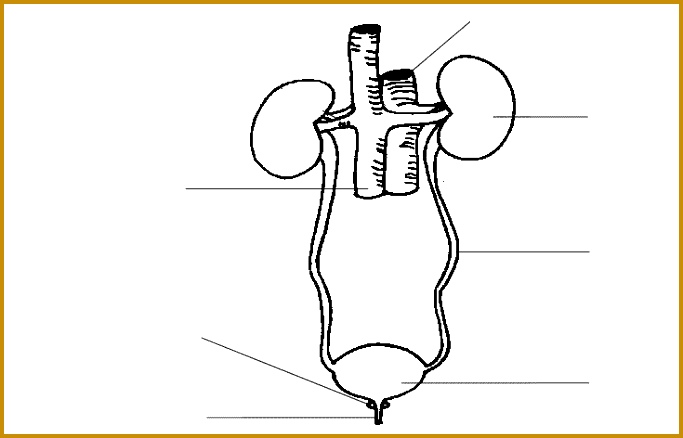Eye Diagram Quiz Clip Art Library Pebvw bolariku blank digestive system diagram kids 438683