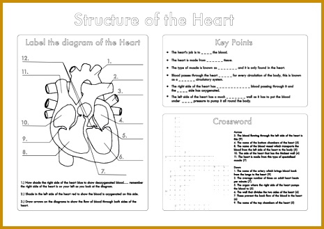 4 Printable Heart Diagram to Label | FabTemplatez