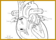Worksheet Awesome Anatomy Follow Your Heart 167232
