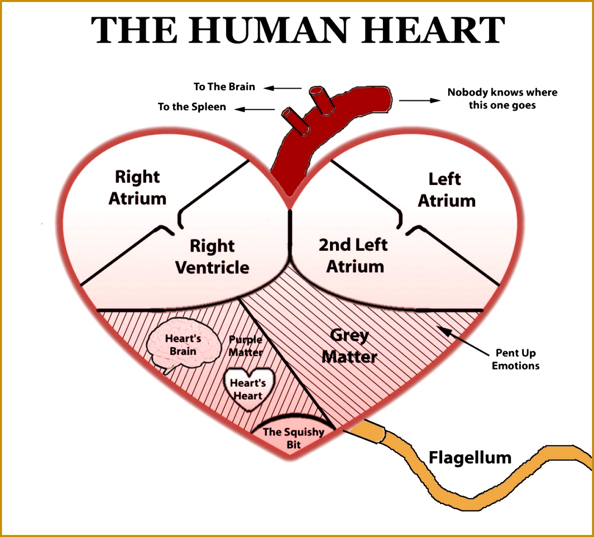 Human Heart Diagram 11901077