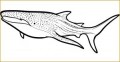 4 Shark Cut Out Template