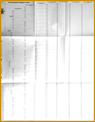 15 Generation Pedigree Chart 10 pack 326418
