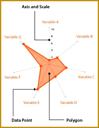 Anatomy radar chart 419325