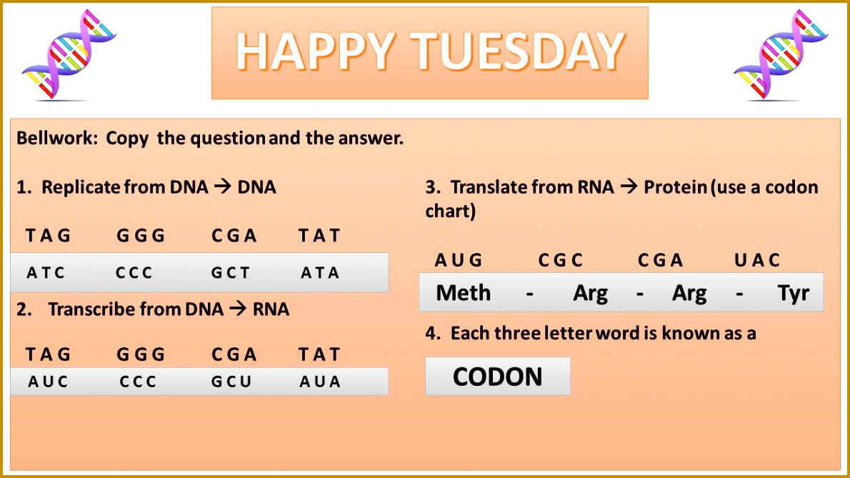 HAPPY TUESDAY CODON Bellwork Copy the question and the answer 6691190