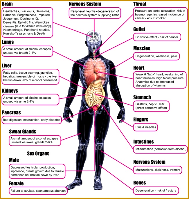 Drinking Alcohol Effects The Body 683651