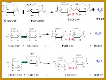 The Four Major Types of Macromolecules Biology101 Study Guide s2mwa Carbohydrates An introduction 219165