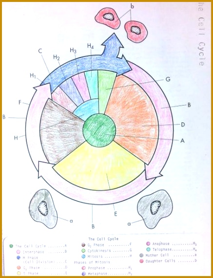 cell cycle coloring worksheet 3 1 571437