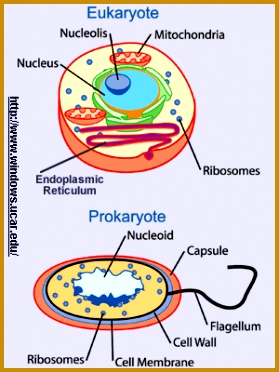 Eukaryote VS Prokaryote 372279