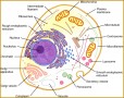 3 Cell Structure and Function Worksheet