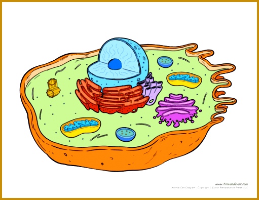 animal cell diagram worksheet 395511