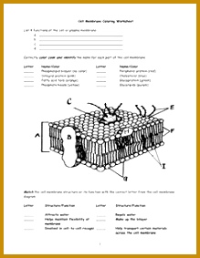 Human Anatomy and Physiology Flashcards double sided Human 2Rgvv cell membrane worksheet Google Search 283219