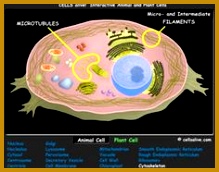 Animal Cell Activity by mon Core Materials TpT Science Lessons Pinterest 172219