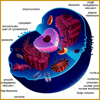 This is an animal cell They are eukaryotic cells that contain various membrane Bound 417420
