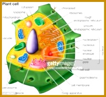 Stock Illustration Cutaway drawing of a eukaryotic plant cell 200219