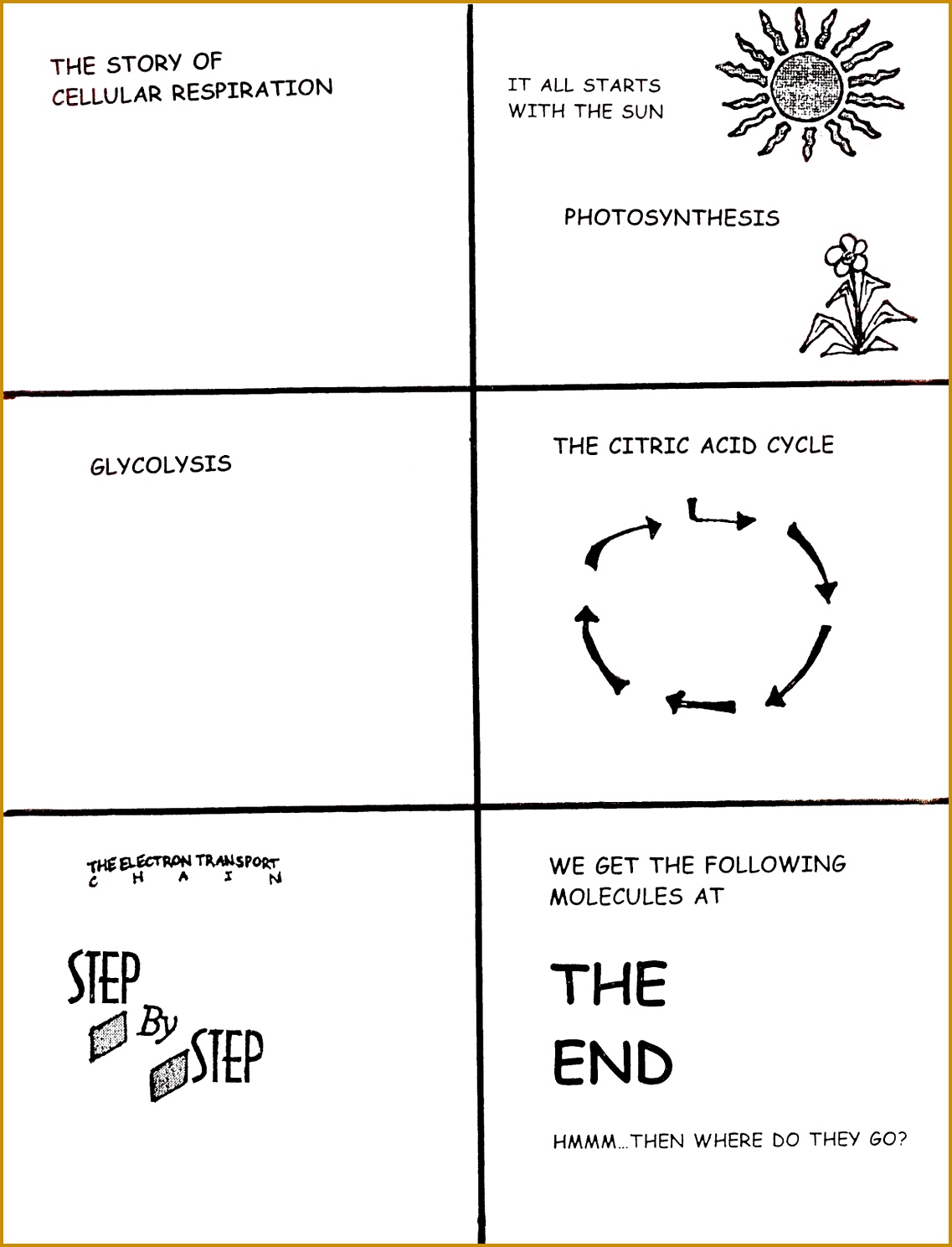 Cellular Respiration Graphic Organizer Storyboarding 14881137
