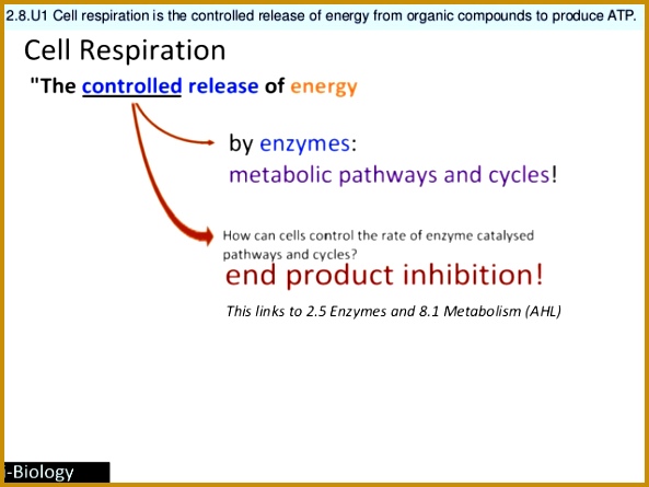 11 2 8 U1 Cell respiration 593445