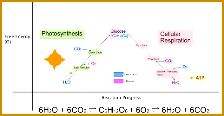 Figure 1 An overview of the transformation of energy in living systems 231446