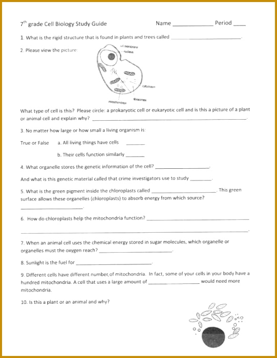 Full Size of Worksheet Template cell Energy Worksheet Answers Worksheet Energy Packet Answers Cellular 700541