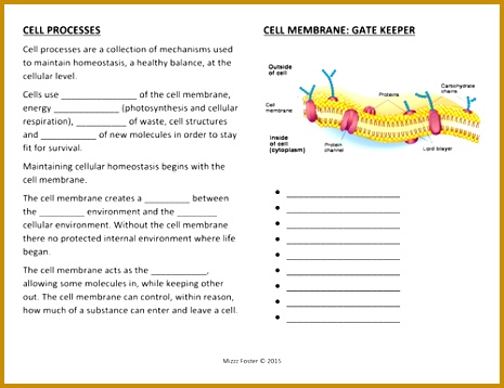 Cell Transport Processes Osmosis and Homeostasis Worksheets with Key by mizzzfoster Teaching Resources Tes 358465