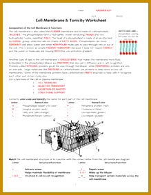 Image result for cell membrane worksheet 283219