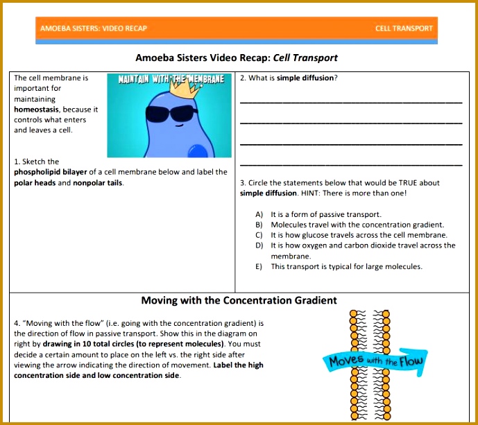 Cell Transport Recap by the Amoeba Sisters Like our other handouts this goes along 613689
