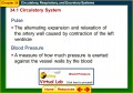 5 Circulatory System Worksheet Answers