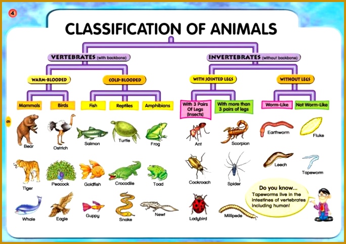 classification system chart Feb 25 Animal Classification Activity & BBC s Planet Earth Jungles Classification Chart Pinterest 482684
