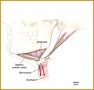 6 Comparative Anatomy Worksheet