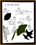 3 Dichotomous Key Worksheet