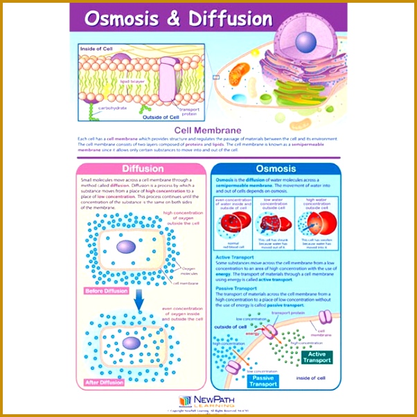 Osmosis & Diffusion Poster buoea Osmosis & Diffusion Poster Laminated 602602