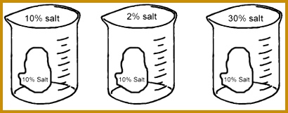 Review Guide Osmosis and Diffusion zdwgn beakers 161410