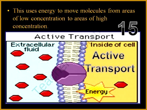 Cell Transport Osmosis Diffusion Active Transport PowerPoint fRosn Cell Transport Osmosis Diffusion Active Transport PowerPoint Game from Science from Murf on 385511