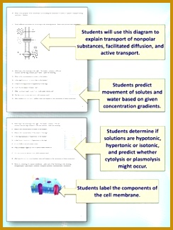 Cell Membrane Transport Worksheet Osmosis Diffusion Lcyee Cell Membrane Transport Worksheet Osmosis Diffusion 325244