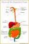 5 Digestive System Worksheet