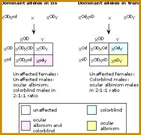 5 Dihybrid Cross Worksheet Answers | FabTemplatez