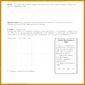 punnett squares dihybrid crosses cross worksheet answers biology 1 560cf28d9bd6219a879fa94da79 a part of under Worksheet 279279