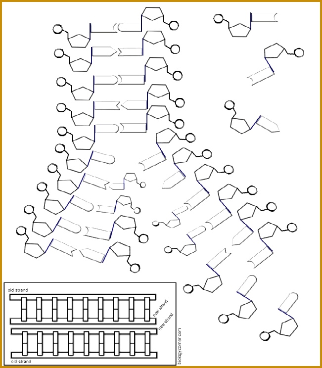 The Double Helix Geneticcs Coloring Working Sheet Dna Base Pairing Works Dna Structure Double 651744