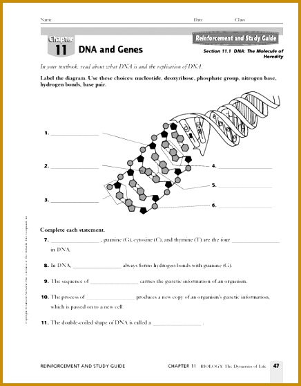 Dna Replication Worksheet With Answer Key Worksheets 558436