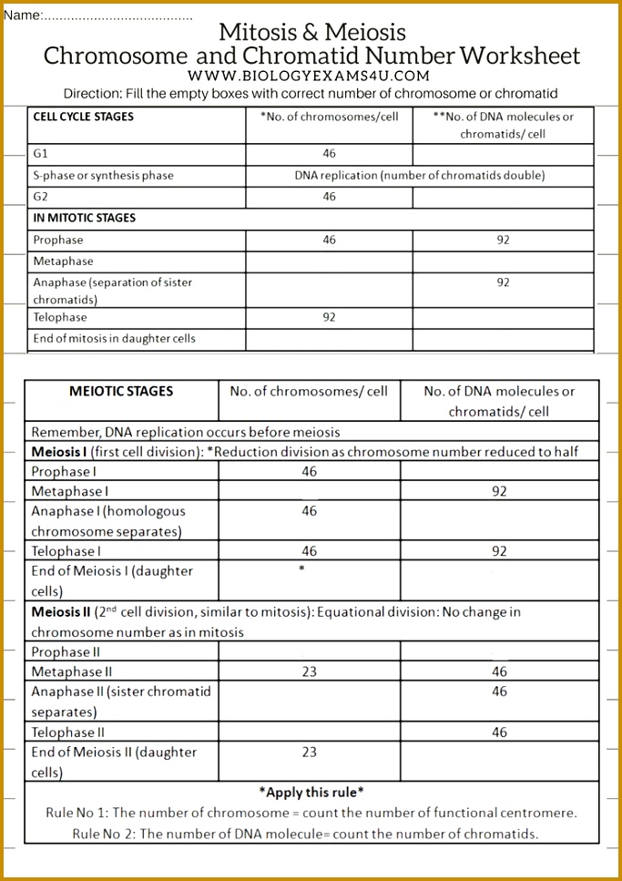 plete this worksheet on chromosome and chromatid number at different stages of mitosis and meiosis 683967