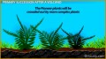 5 Ecological Succession Worksheet