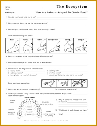 The Ecosystem Lesson Plans The Mailbox 427330