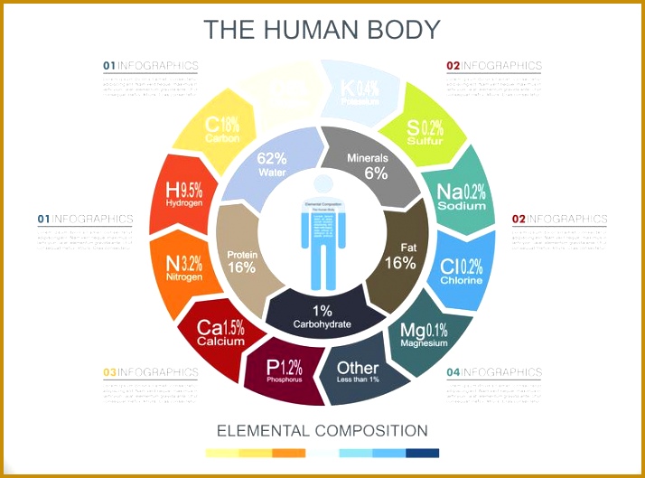 human body infographics df78c9b468a4e9b 529714