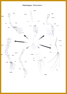 Strutture omologhe strutture anatomiche di specie diverse che hanno un origine evolutiva une 306219