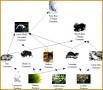 3 Food Web Worksheet