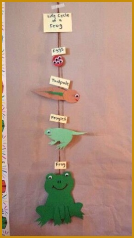 Life cycle of a frog 479270