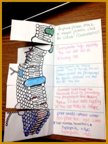 Cell Membrane Function Foldable 292219